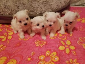 4 puppies seated in a row