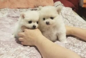 2 hands holding 2 puppies