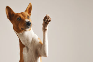 dog with paw in the air