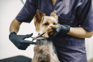 Yorkshire terrier getting haircut