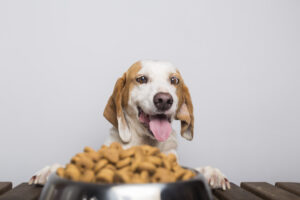 white and brown dog behind bowl of food