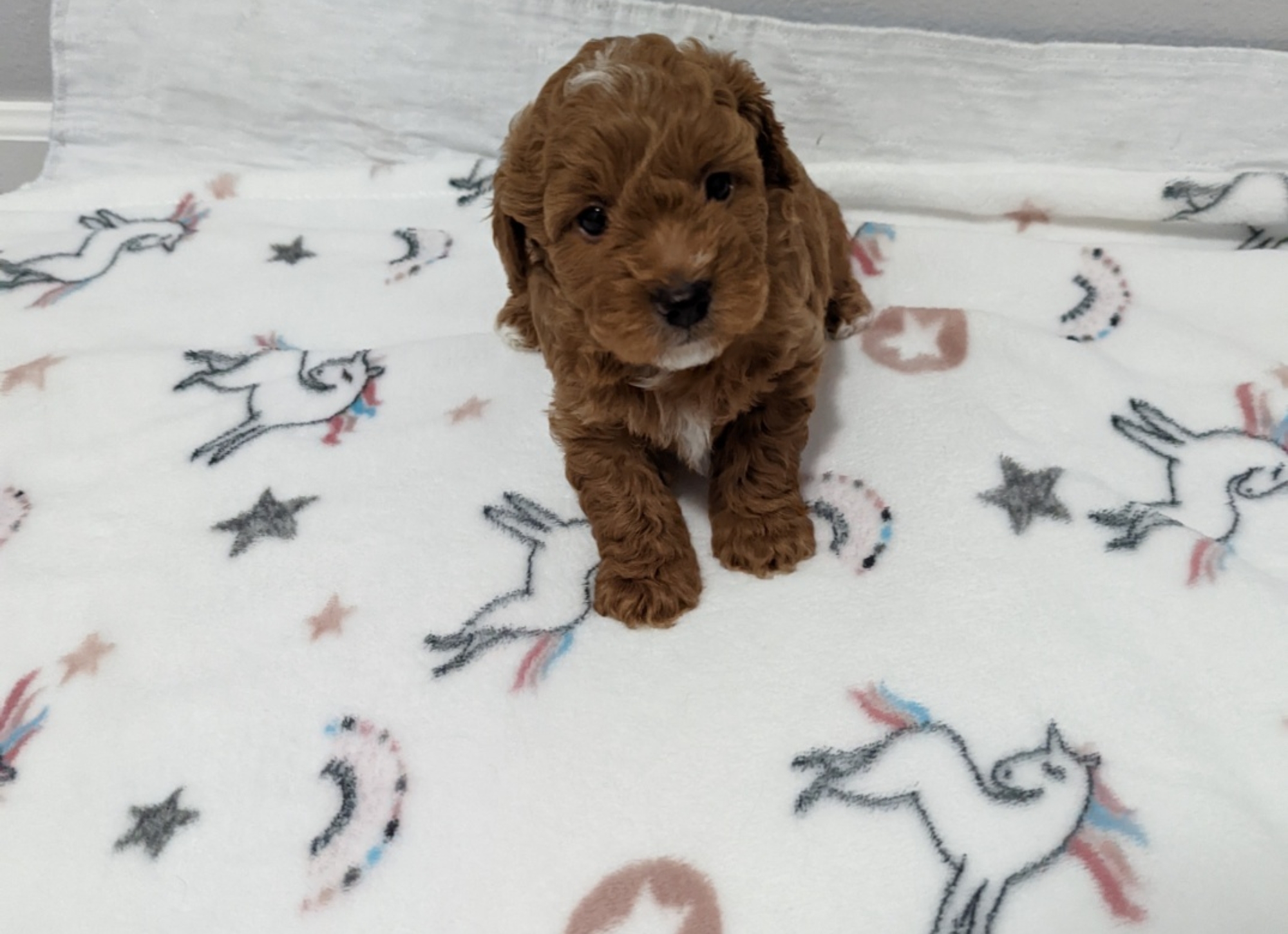 schnoodle female